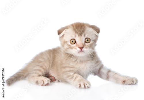 Tiny tabby kitten looking at camera. isolated on white backgroun