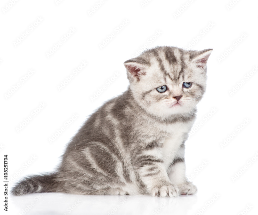 Tabby kitten sitting in profile. isolated on white background