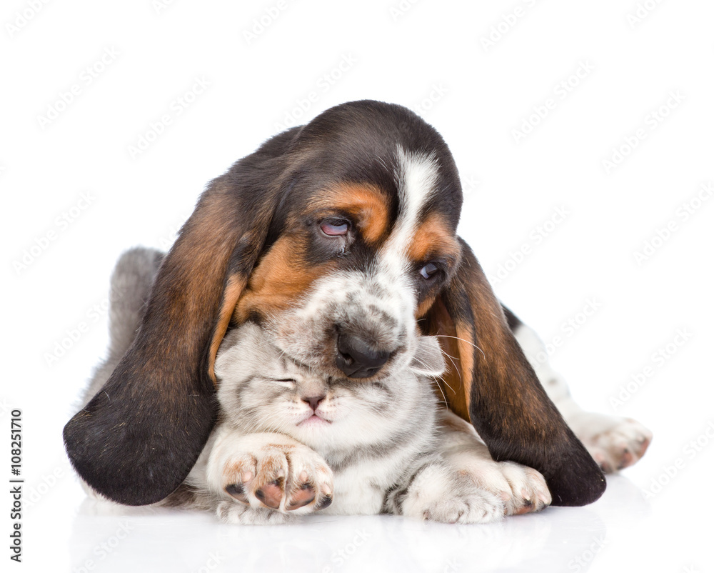 Basset hound puppy playing with kitten. isolated on white backgr