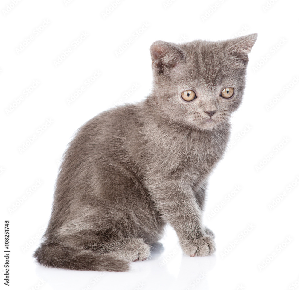 Portrait tiny gray kitten. isolated on white background