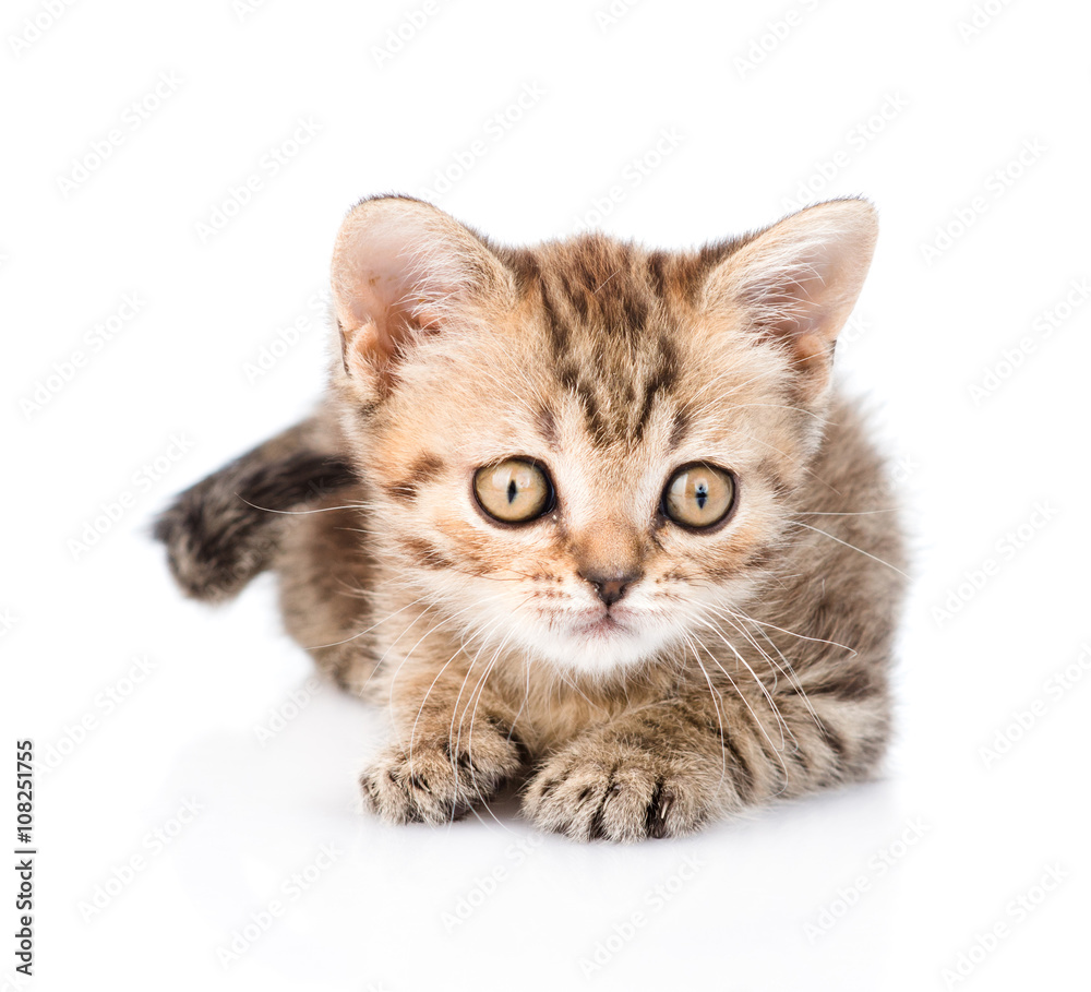 Tiny tabby kitten lying in front. isolated on white background