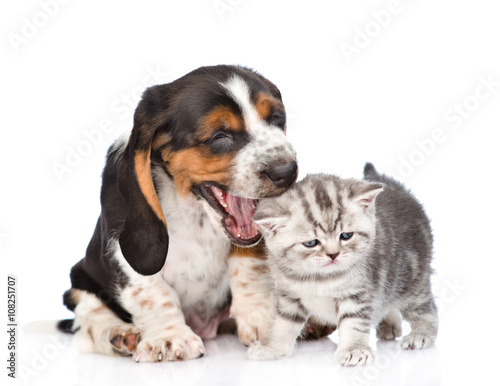 Basset hound puppy wants to bite a kitten. isolated on white bac