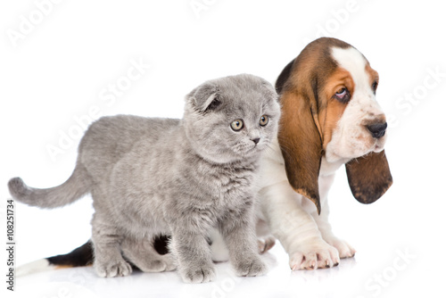 Kitten and basset hound puppy standing in profile. isolated on w