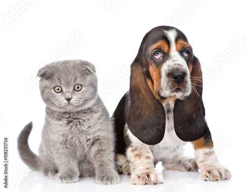 Kitten and basset hound puppy sitting together. isolated on whit