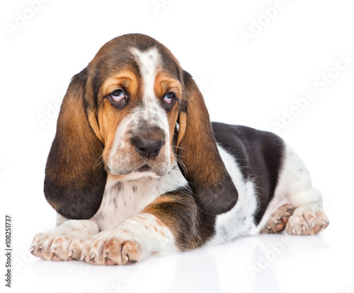 Tablou canvas Portrait young basset hound puppy. isolated on white background