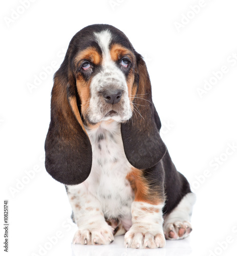 Portrait young basset hound puppy sitting in front. isolated on