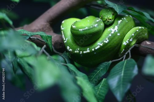 Green snake on the tree