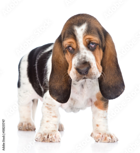 Young basset hound puppy looking at camera. Isolated on white ba