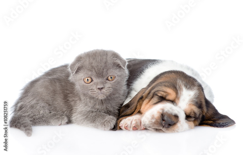 Gray kitten and sleeping basset hound puppy lying together. isol