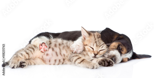 Fototapeta Naklejka Na Ścianę i Meble -  Kitten and basset hound puppy sleeping together. isolated on whi