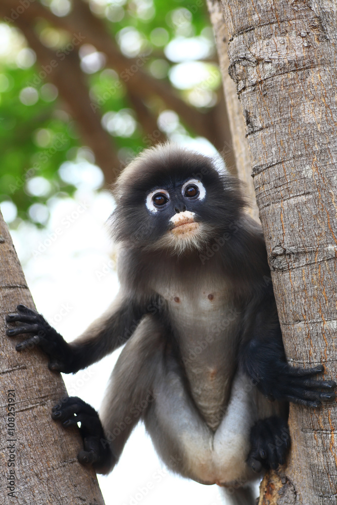 Obraz premium Dusky leaf monkey in Thailand