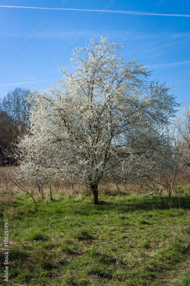 Blooming cherry tree. Blooming cherry tree.