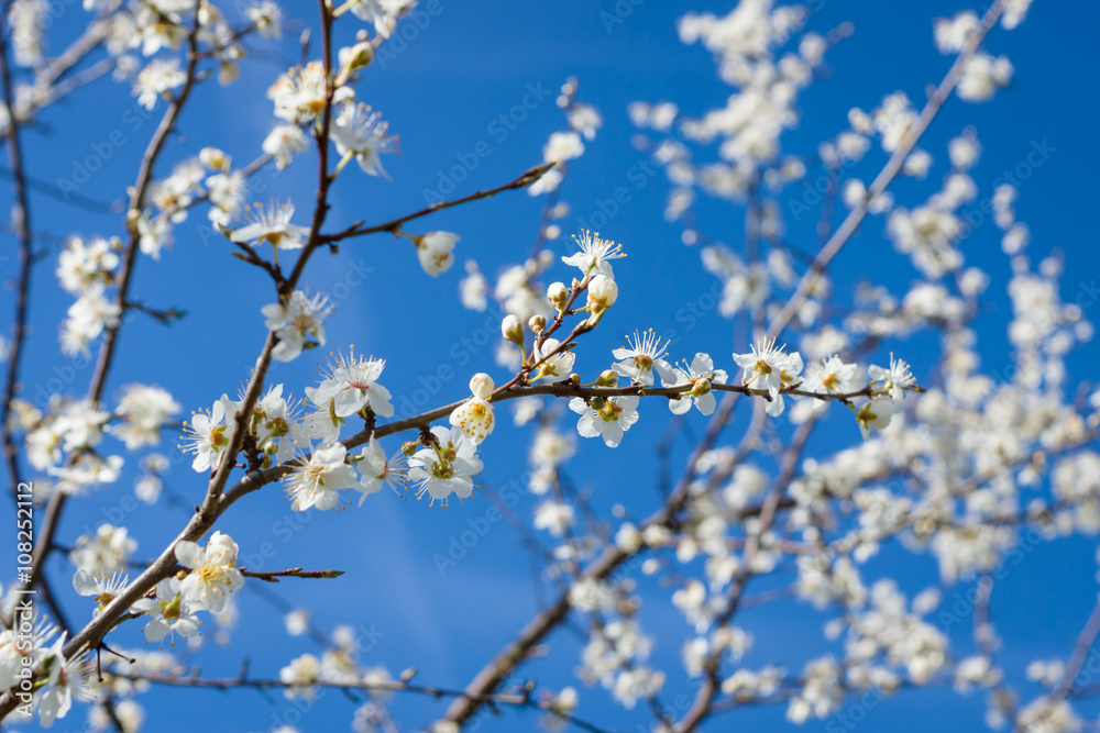 The flowers of cherry on a background of blue sky. The flowers of cherry on a background of blue sky.