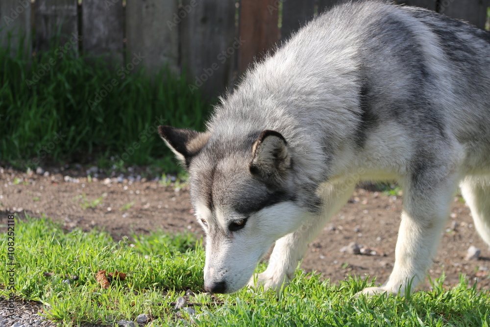 Obraz premium Собака на улице