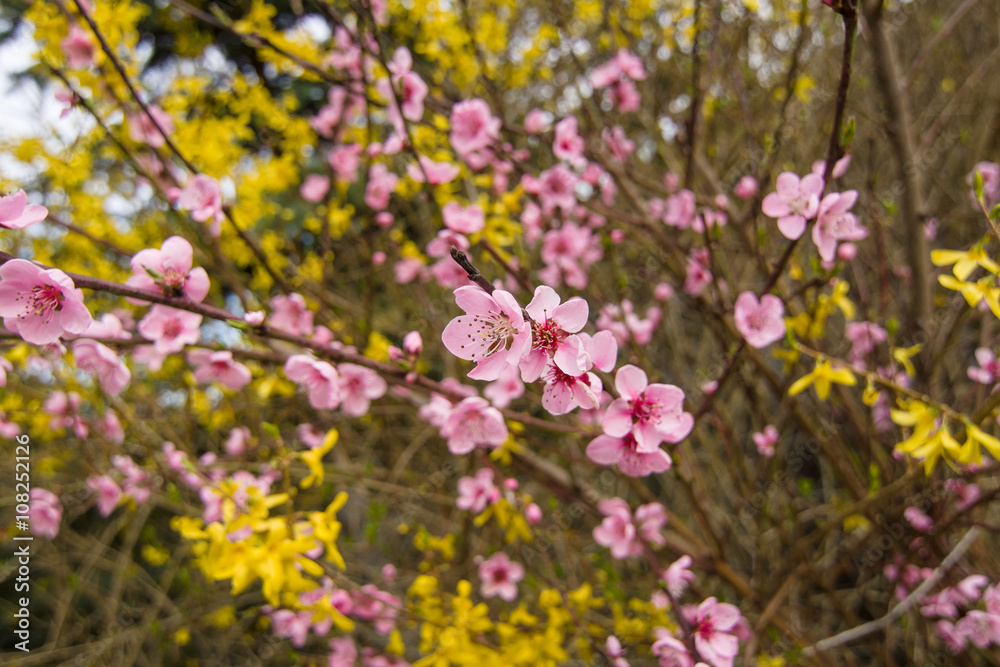 Flowering plum. Flowering plum.