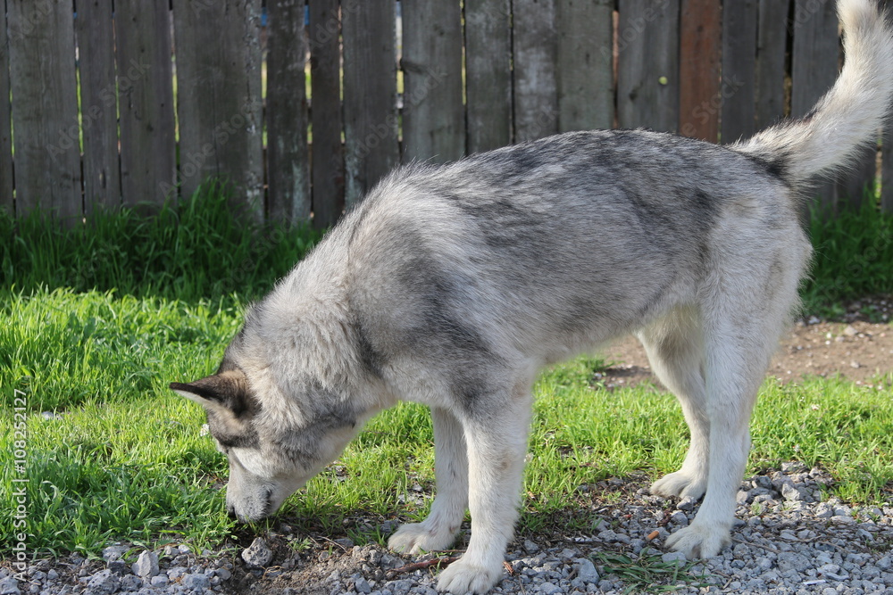 Fototapeta premium Собака на улице 