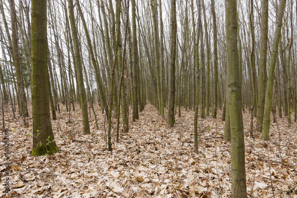 Spring forest and fallen leaves of last year. Spring forest and fallen leaves of last year.