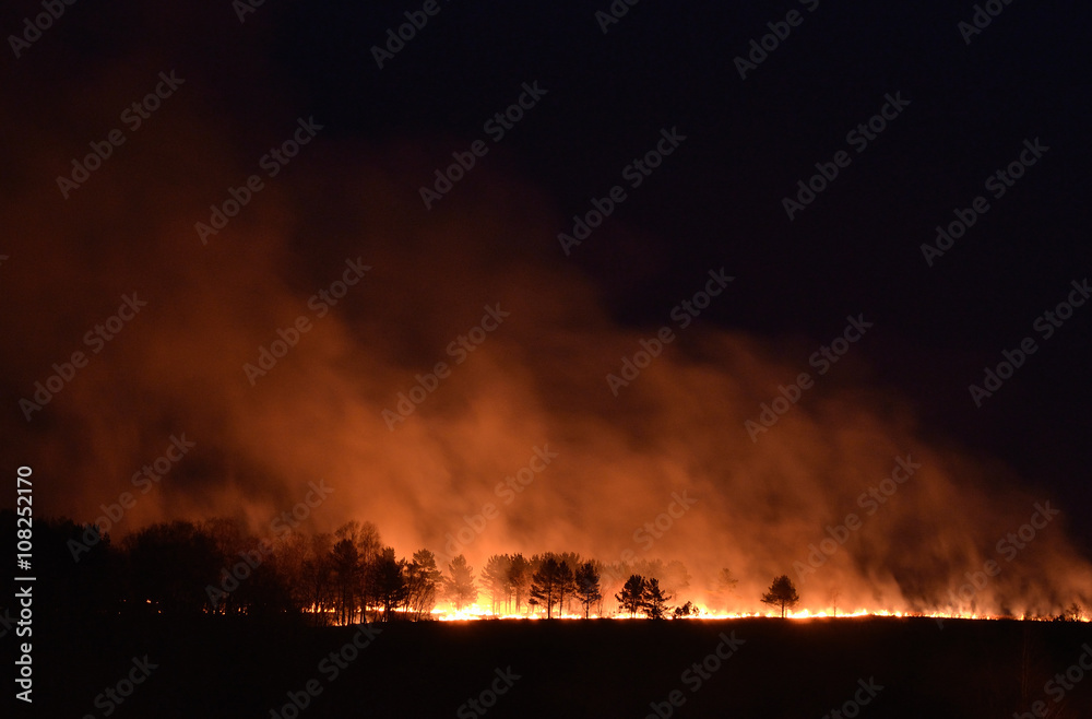 Forest fire.
Pine forest on the hill is lit at night.
