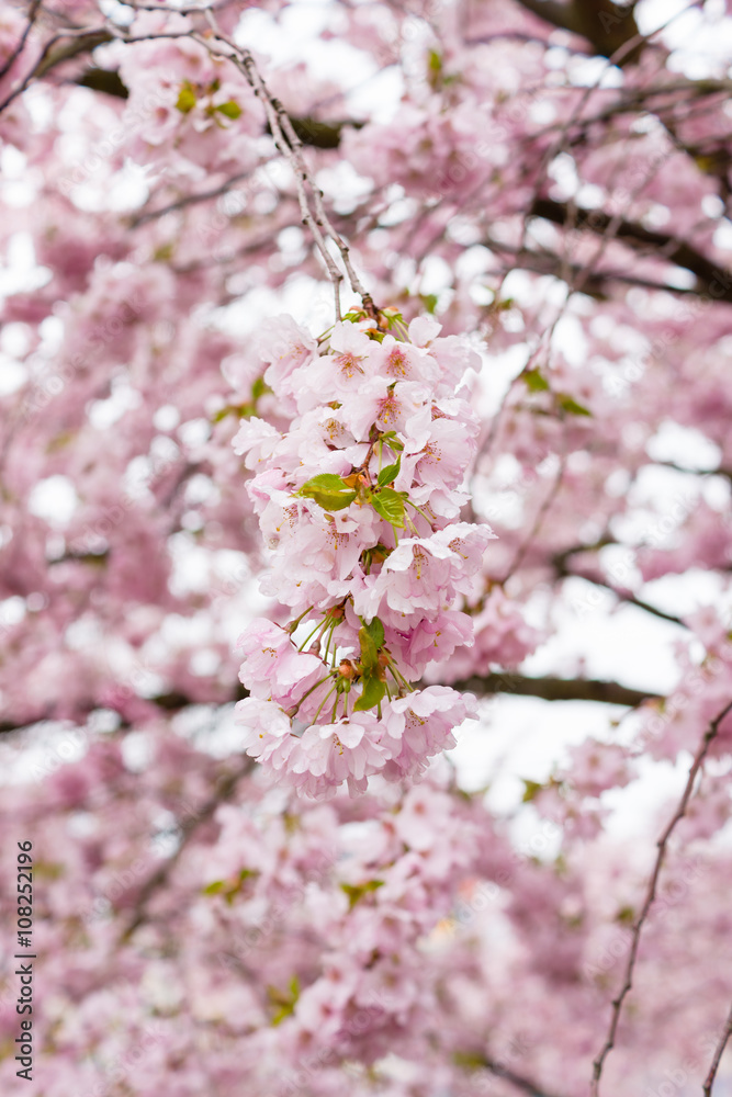 The flowers of sakura.