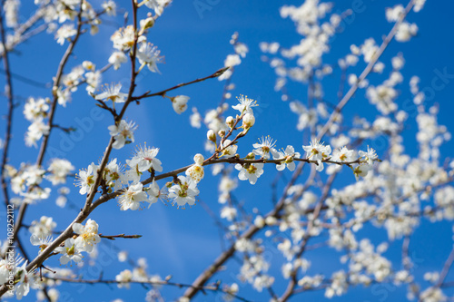 The flowers of cherry on a background of blue sky.