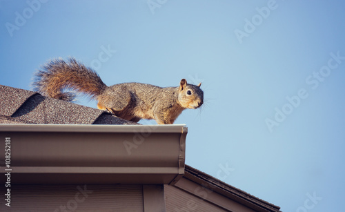 Squirrel on the roof top photo