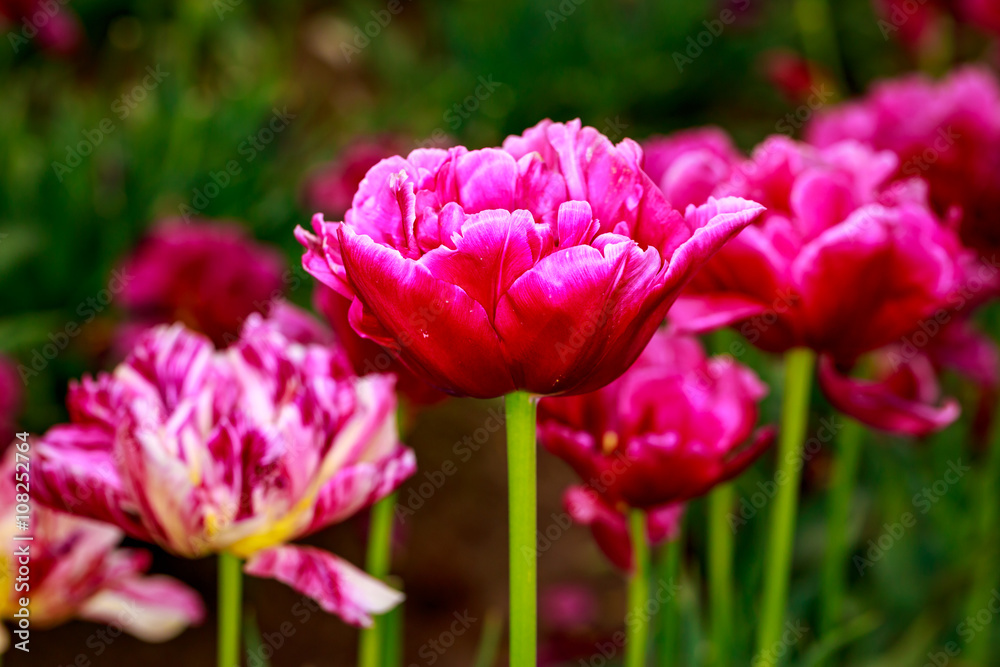 Blooming Tulip Flowers Blooming Tulip Flowers