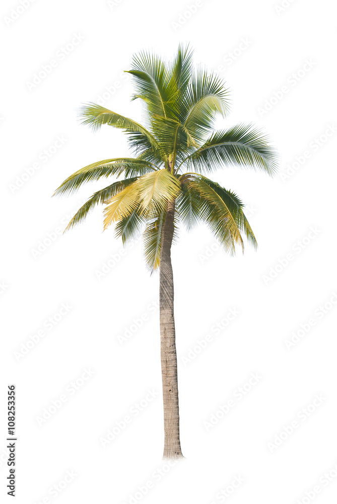 Fototapeta premium coconut tree on white background 