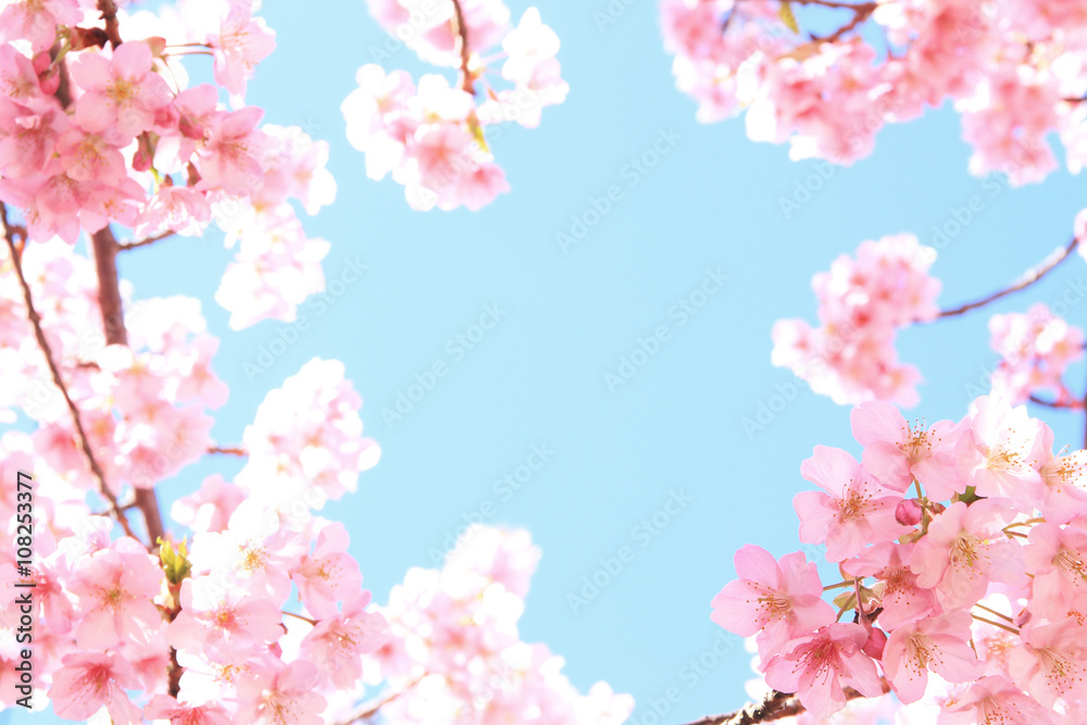 河津桜 河津桜