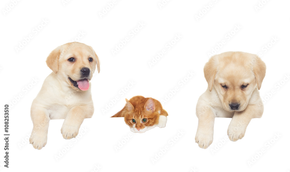 two labrador puppy and red cat looks two labrador puppy and red cat looks