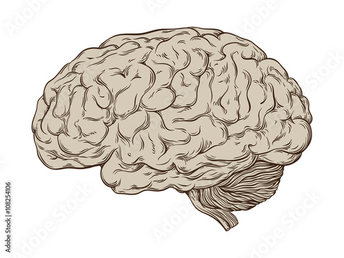 Hand drawn line art anatomically correct human brain. Isolated over white background vector illustration.