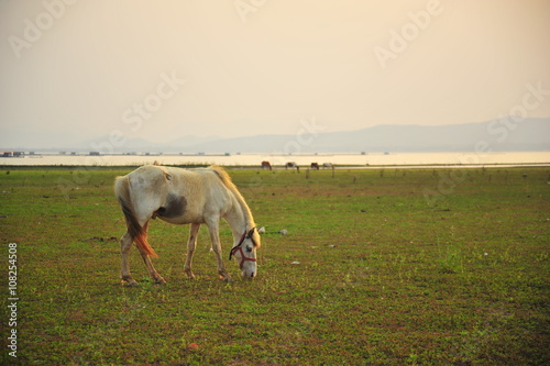 Horse in Grassland at Sunset