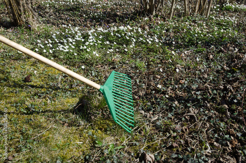 Spring gardening with a green rake