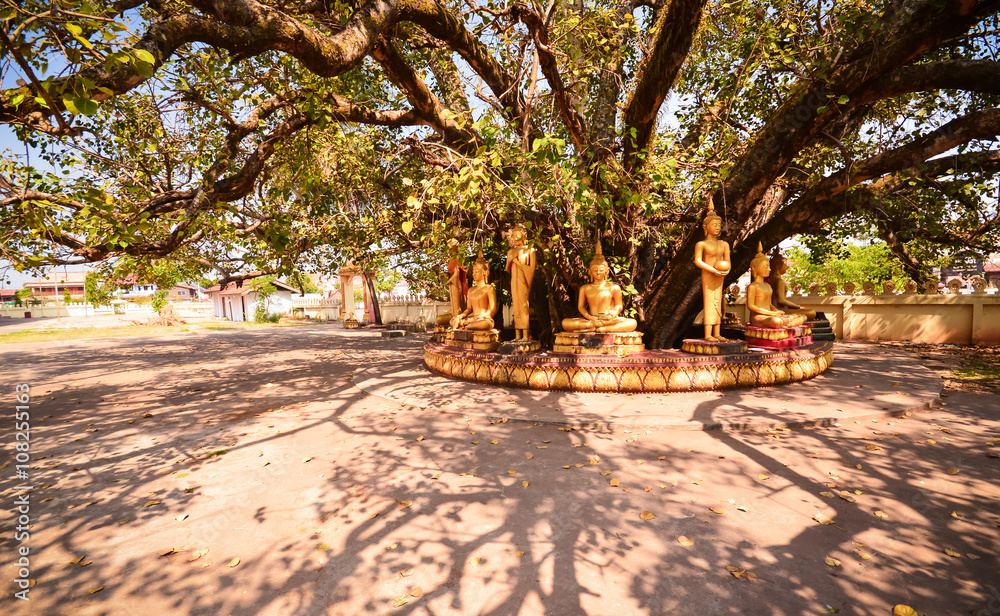 Image of Buddha under the tree in laos