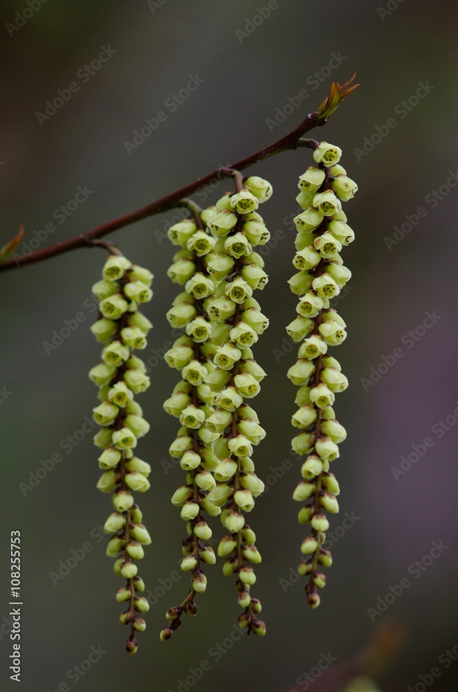 Naklejka premium Stachyurus praecox