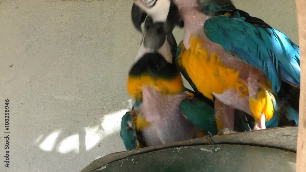 Pair of molting blue and yellow macaw parrots playing with their beaks ...