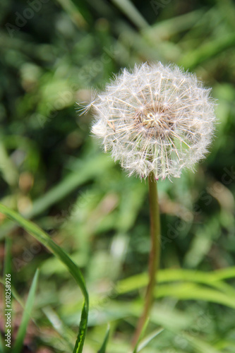 dandelion on grass. photo