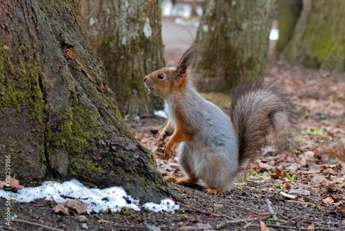 Squirrel with a fluffy tail standing on its hind legs. Close-up.