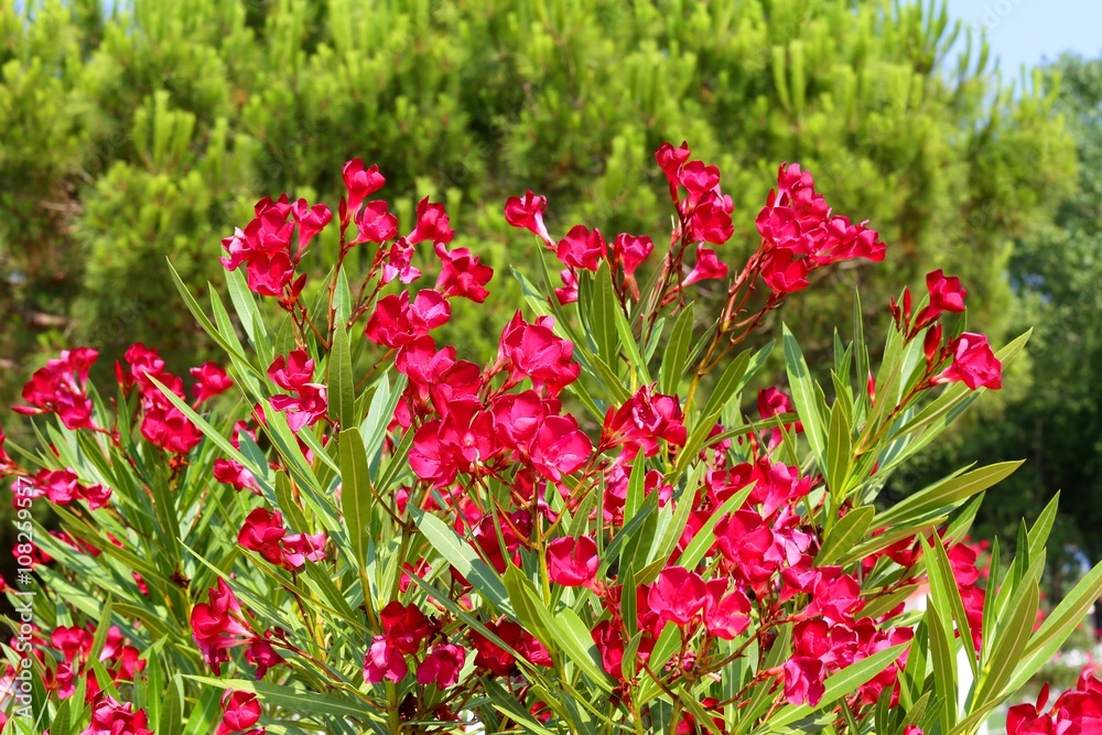 oleander flowers in the country with Mediterranean climate