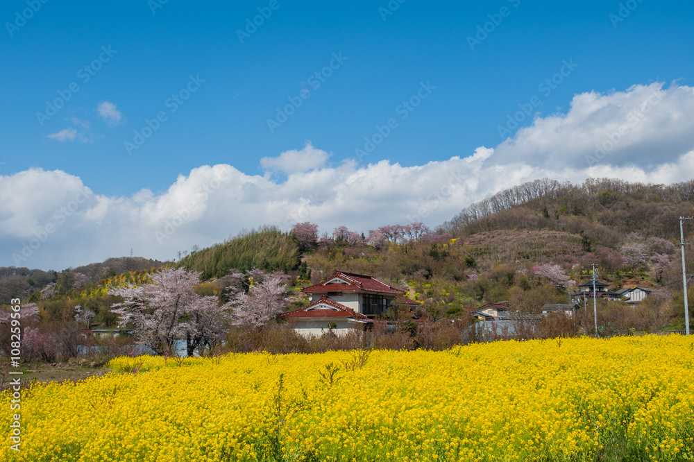 山里の春 / 山里に春がきました。桜と菜の花が満開になりました。