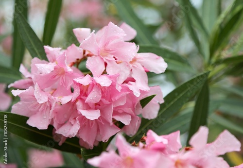 pink oleander flowers just bloomed with drops of morning dew on