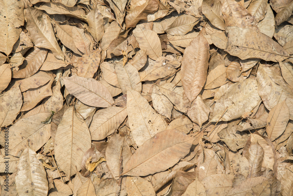 Heap of dry leaves and waste.