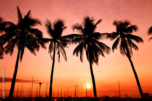 Palms in sunset © aldarinho