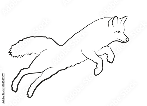 Polar fox in jump.