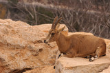 A young male deer lying on a rock