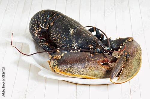 fresh  lobster , homarus gammarus , of atlantic coast  whit wooden background