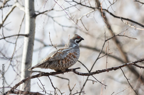 Hazel Grouse