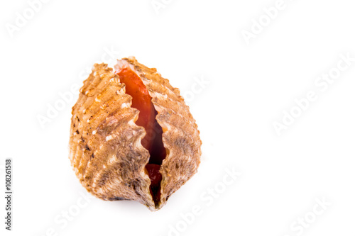 Closeup on fresh and living cockles with white background