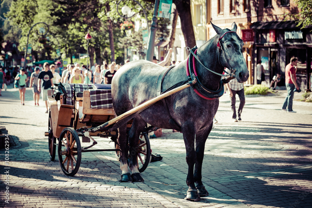 Zakopane,Poland-July 3,2015:Harnessed Horse stands, at the Krupo
