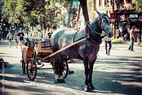 Obraz na płótnie Zakopane,Poland-July 3,2015:Harnessed Horse stands, at the Krupo w salonie