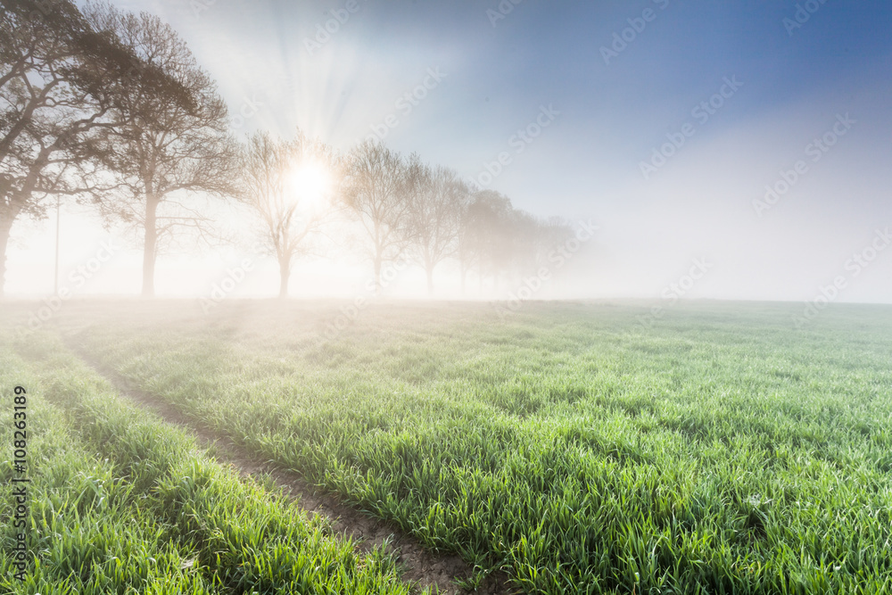 Spring fields
